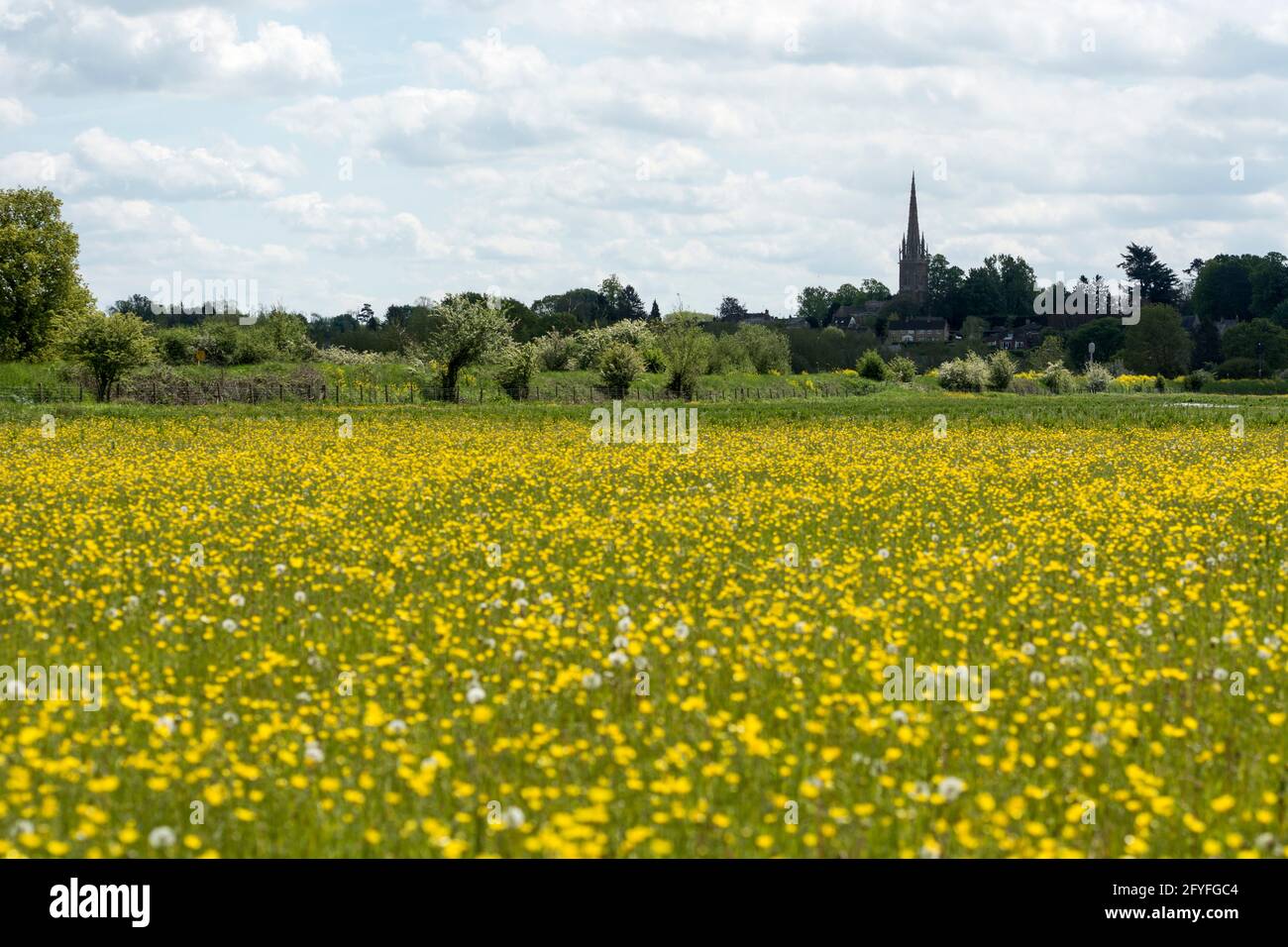 A watermeadow with buttercups flowering, by the River Cherwell, near King`s Sutton, Northamptonshire, England, UK Stock Photo
